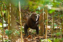 Western lowland gorilla (Gorilla gorilla gorilla) 'Mosoko' eating termites from termite mound. 'Mosoko' is a member of the habituated gorilla family of 'Makumba'. Bai Hokou, Dzanga-Ndoki National Park...