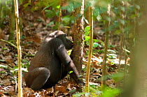 Western lowland gorilla (Gorilla gorilla gorilla) 'Mosoko' eating termites from termite mound. 'Mosoko' is a member of the habituated gorilla family of 'Makumba'. Bai Hokou, Dzanga-Ndoki National Park...