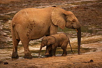 African Forest elephant (Loxodonta africana cyclotis) mother and calf visiting Dzanga Bai to feed on mineral-rich sediments, Dzanga-Ndoki National Park, Central African Republic