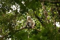 Tonkin snub-nosed monkey (Rhinopithecus avunculus) in tree, Vietnam. Critically endangered species.