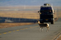 Tibetan antelope (Pantholops hodgsonii) crossing road in front of a truck, Kekexili, Qinghai, Tibetan plateau, China, January
