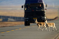 Tibetan antelope (Pantholops hodgsonii) crossing road infront of a truck, Kekexili, Qinghai, China, January