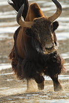 Wild yak (Bos mutus) running, Kekexili, Qinghai, Tibetan plateau, China, January