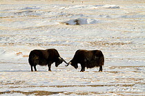 Wild yaks (Bos mutus) in snow, Kekelili, China Tibetan plateau China, January