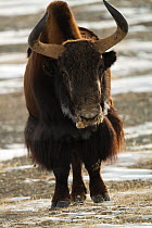 Wild yak (Bos mutus) running, Tibetan plateau, Kekexili, Qinghai, China, January