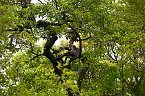 Phayre's leaf monkey (Trachypithecus phayerei) Galligong Mountain, Yunnan, China, May