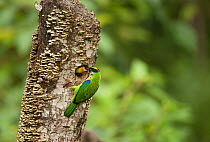 Golden-throated Barbet (Megalaima franklinii), feeding chick at nest hole, in dead tree stump, Galligong Mountain, Yunnan, China, May