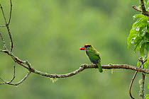 Golden-throated Barbet (Megalaima franklinii) perched on branch, with berries in its beak, Galligong Mountain, Yunnan China, May