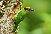 Golden-throated Barbet (Megalaima franklinii) at nest hole in tree stump, Galligong Mountain, Yunnan, China, May