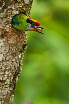 Golden-throated Barbet (Megalaima franklinii) clearing waste material from the nest hole, Galligong Mountain, Yunnan, China, May