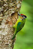 Golden-throated Barbet (Megalaima franklinii) at nest hole, Galligong Mountain, Yunnan, China, May