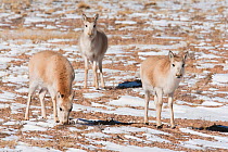Tibetan antelopes (Pantholops hodgsonii)  Kekexili, Qinghai, Tibetan Plateau, China, December