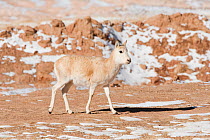 Tibetan antelope (Pantholops hodgsonii)  Kekexili, Qinghai, Tibetan Plateau, China, December