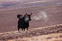 Wild yak (Bos mutus) with breath condensing in the cold air, Kekexili, Qinghai, Tibetan Plateau, China, December