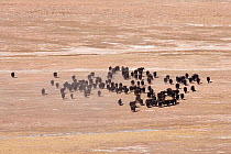 Wild yak (Bos mutus) herd, Kekexili, Qinghai, Tibetan Plateau, China, December
