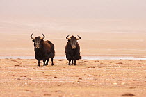 Wild yaks (Bos mutus) Kekexili, Qinghai, Tibetan Plateau, China, December