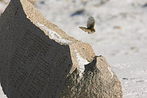 Hume's Groundpecker (Pseudopodoces humilis) flying by an engraved stone monument about the founding of Suonan Dajie Nature Reserve Station, Kekexili, Qinghai, Tibetan Plateau, China, Decemeber