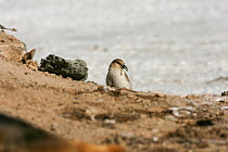 Hume's Groundpecker / Tibetan ground tit (Pseudopodoces humilis) on the ground, Kekexili, Qinghai, Tibetan Plateau, China, Decemeber