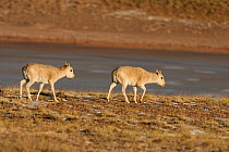 Tibetan antelope (Pantholops hodgsoni) females walking along a rivers edge, Kekexli, Qinghai, January.