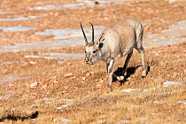 Tibetan antelope (Pantholops hodgsoni) male, Kekexli, Qinghai, January.