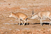 Tibetan antelope (Pantholops hodgsoni) male smelling a female Kekexli, Qinghai, January.
