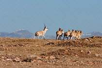 Tibetan antelope (Pantholops hodgsoni) male with group of females, Kekexli, Qinghai, January.