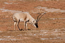 Tibetan antelope (Pantholops hodgsoni) male, grazing, Kekexli, Qinghai, January.