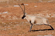 Tibetan antelope (Pantholops hodgsoni) male stretching, Kekexli, Qinghai, January.