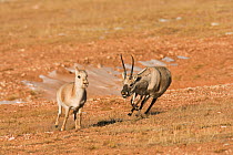 Tibetan antelope (Pantholops hodgsoni) male chasing female, Kekexli, Qinghai, January.