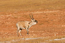 Tibetan antelope (Pantholops hodgsoni) male calling, Kekexli, Qinghai, January.