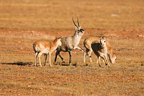 Tibetan antelope (Pantholops hodgsoni) male with group of females, Kekexli, Qinghai, January.