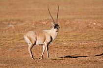 Tibetan antelope (Pantholops hodgsoni) male, Kekexli, Qinghai, January.