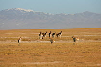 Tibetan ass (Equus kiang) herd facing a group of Tibetan gazelles (Procapra picticaudata) Kekexli, Qinghai, January.