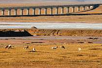 Tibetan antelope (Pantholops hodgsoni) herd near the Chuama'er River railway bridge, Kekexli, Qinghai, January.
