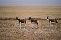 Kiang / Tibetan ass (Equus kiang) group, Kekexili, Qinghai, China, November.