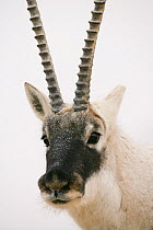 Tibetan antelope (Pantholops hodgsonii) male portrait, Kekexili, Qinghai, China, November.