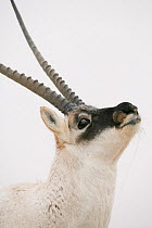 Tibetan antelope (Pantholops hodgsonii) male, Kekexili, Qinghai, China, November.