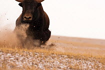 Wild yak (Bos mutus) charging and kicking up dust, Kekexili, Qinghai, China, November.