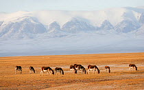 Kiang / Tibetan ass (Equus kiang) herd grazing on the Tibetan plateau, Kekexili, Qinghai, China, November.