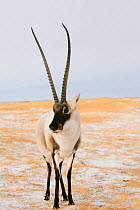 Tibetan antelope (Pantholops hodgsonii) male, Kekexili, Qinghai, Tibetan Plateau, China, November