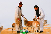 Tibetan antelope (Pantholops hodgsonii) calfs, being fed by staff of Suonan Dajie Nature Reserve Station who are raising them, Qinghai, Tibetan Plateau, China, November