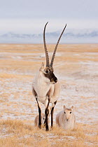 Tibetan antelope (Pantholops hodgsonii) male with females following, Kekexili, Qinghai, Tibetan Plateau, China, November