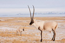 Tibetan antelope (Pantholops hodgsonii) males on snowy ground, Kekexili, Qinghai, Tibetan Plateau, China, November