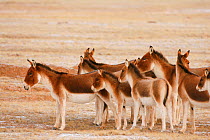 Kiang / Tibetan ass (Equus kiang) herd on the Tibetan Plteau, Qinghai, China, November
