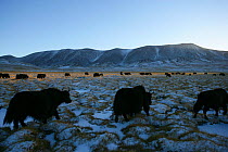 Wild yak (Bos mutus) herd walking across snowy grassland, Qinghai, Tibetan plateau, China, November