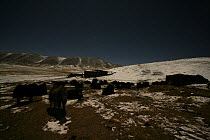 Wild yak (Bos mutus) herd at night in snowy landscape, Qinghai, Tibetan plateau, China, November