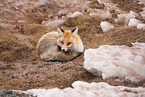 Red fox (Vulpes vulpes) resting amongst snow, Sanjiangyuan, Qinghai, China, December