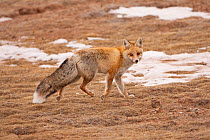 Red fox (Vulpes vulpes) portrait, Sanjiangyuan, Qinghai, China, December
