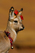 Tibetan Gazelle (Procapra picticaudata) raised by local residents, decorated with ribbons and a bell, Kekexili, Qinghai, China