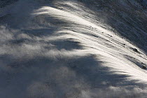 Wind blowing snow, Kekexili, Qinghai, Tibetan Plateau, China, December